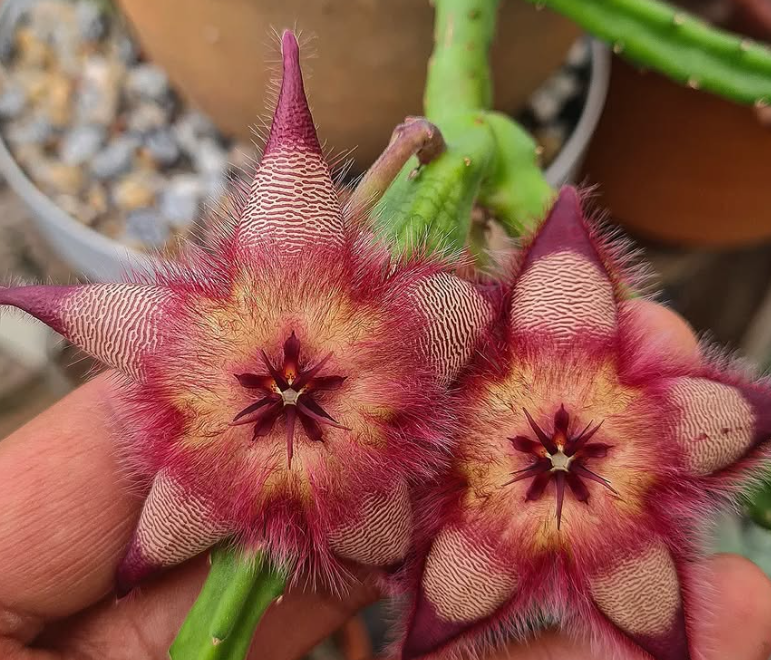 Stapelia hirsuta 'Mitchell pass' 5 Pieces Seeds