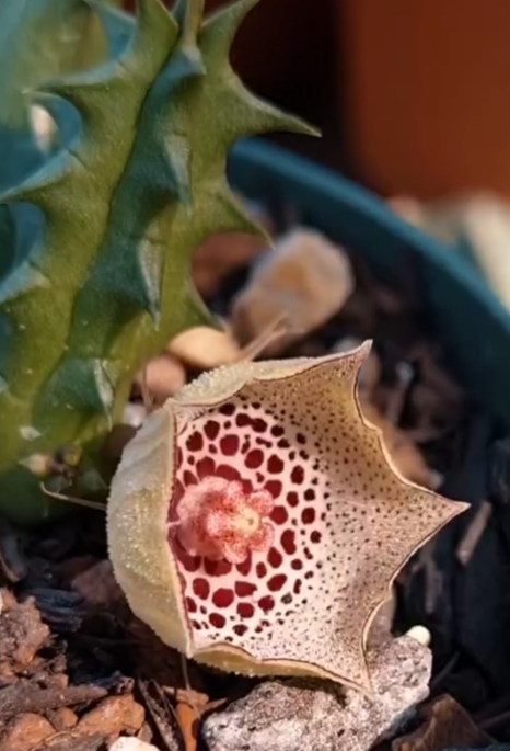 Huernia calosticta 6 Pieces Seeds