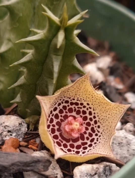 Huernia calosticta 6 Pieces Seeds