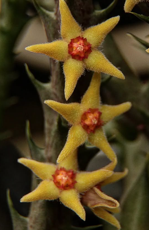 Orbea Subterranea Yellow 5 Pieces Seeds