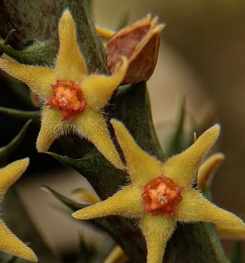 Orbea Subterranea Yellow 5 Pieces Seeds