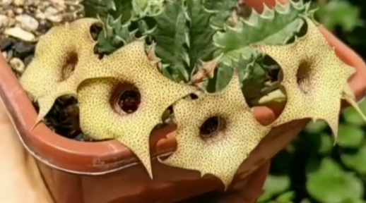 Huernia piersii 6 Pieces Seeds