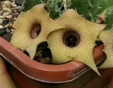 Huernia piersii 6 Pieces Seeds