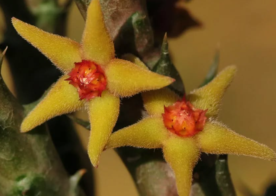 Angolluma Subterranea 5 Pieces Seeds