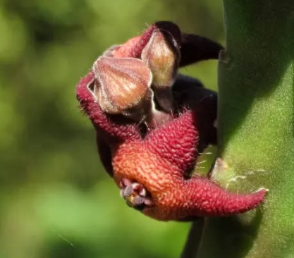 Stapelia rubiginosa 6 Pieces Seeds