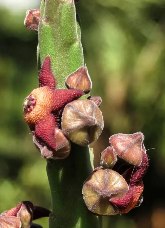 Stapelia rubiginosa 6 Pieces Seeds