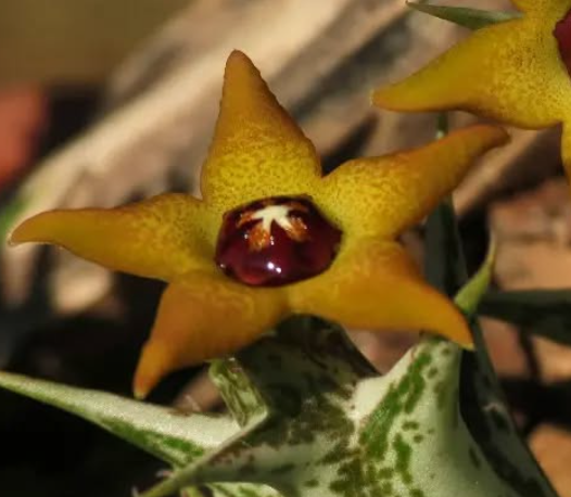 Angolluma gemugofana 5 Pieces Seeds