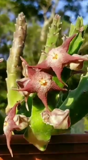 Stapelia arenosa 5 Pieces Seeds