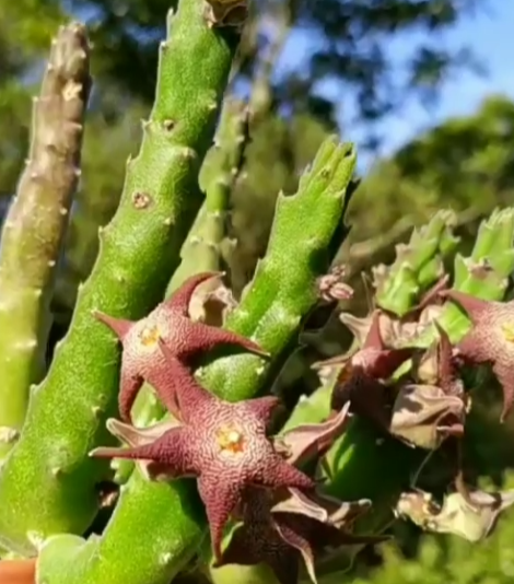 Stapelia arenosa 5 Pieces Seeds