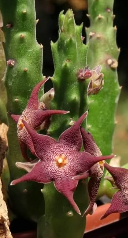 Stapelia arenosa 5 Pieces Seeds