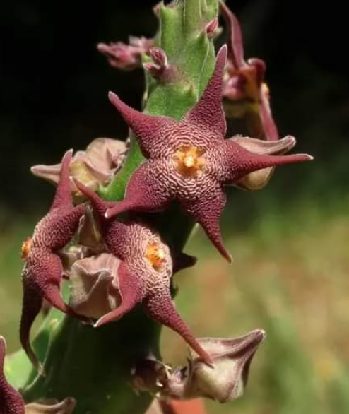 Stapelia arenosa 5 Pieces Seeds