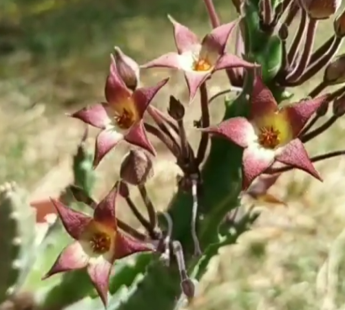 Stapelia surrecta 5 Pieces Seeds