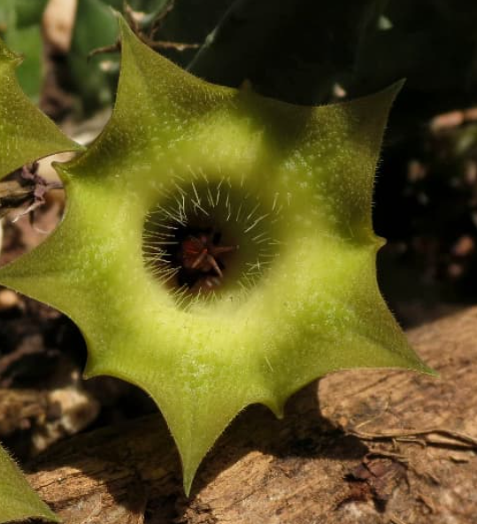 Huernia Bayeri Green Tea 7 Pieces Seeds