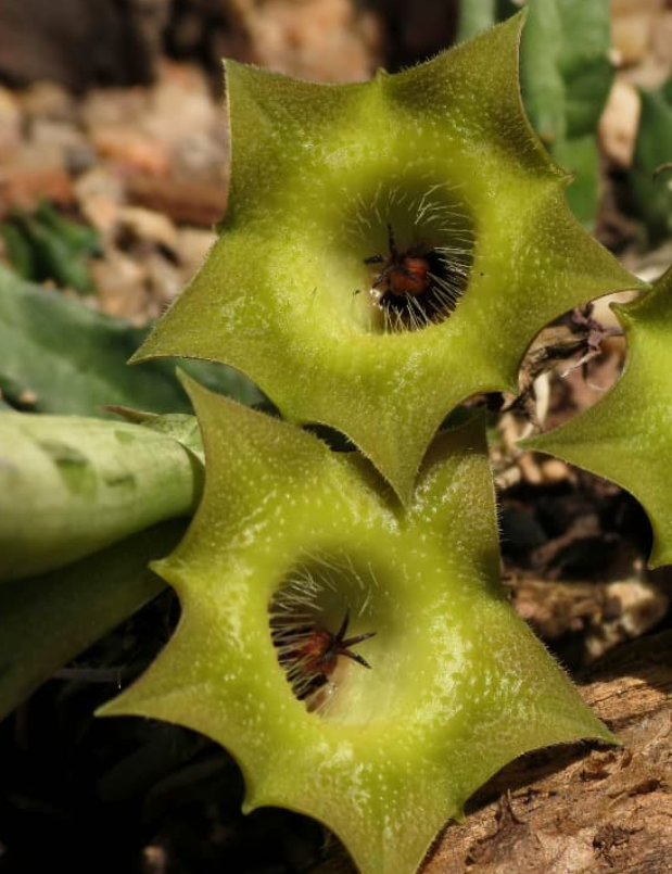 Huernia Bayeri Green Tea 7 Pieces Seeds