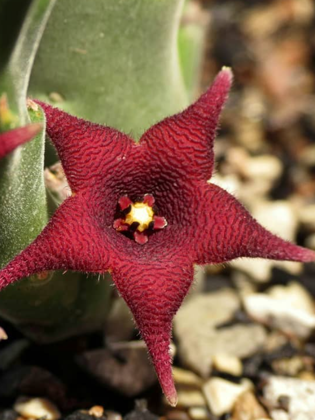 Stapelia rufa 5 Pieces Seeds