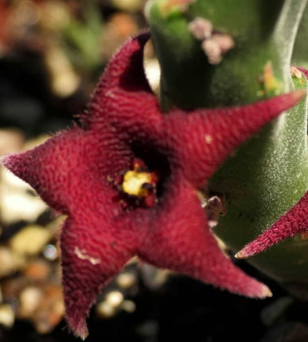 Stapelia rufa 5 Pieces Seeds
