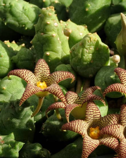 Piaranthus punctatus var. punctatus 4 Pieces Seeds