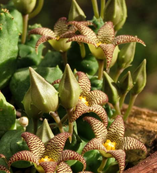 Piaranthus punctatus var. punctatus 4 Pieces Seeds