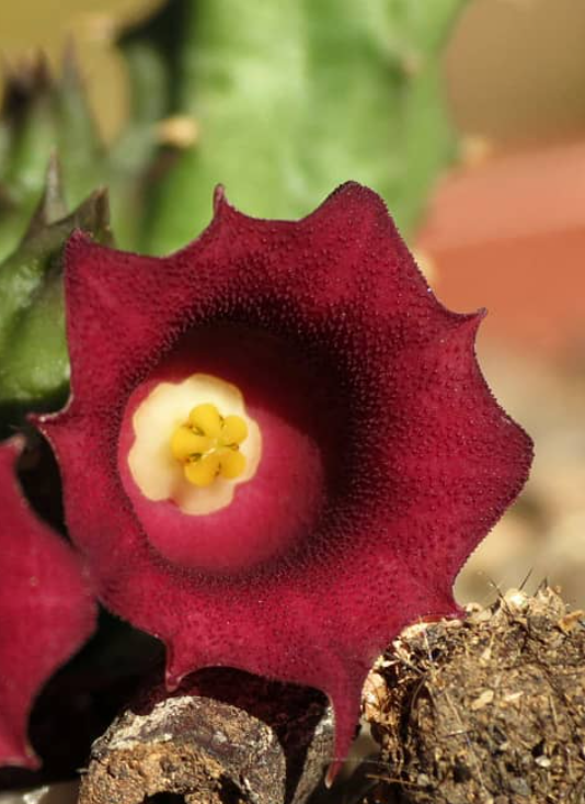 Huernia humpatana 7 Pieces Seeds