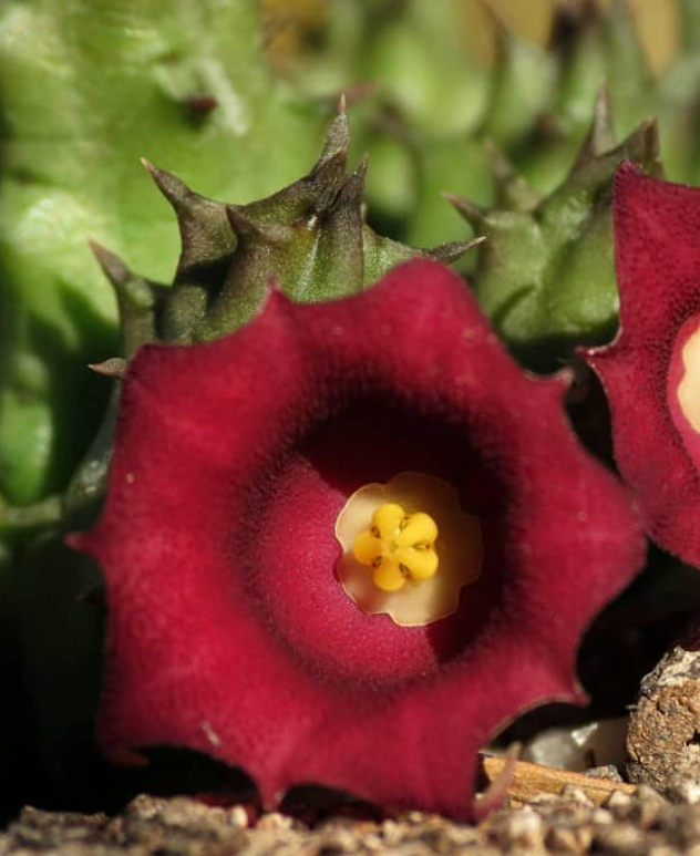 Huernia humpatana 7 Pieces Seeds