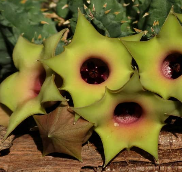 Huernia thuretii var. primulina 5 Pieces Seeds