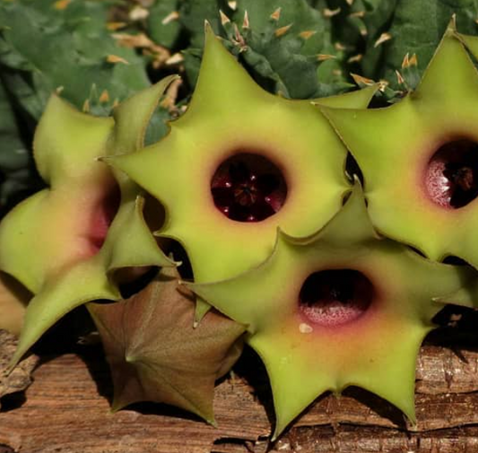 Huernia thuretii var. primulina 5 Pieces Seeds