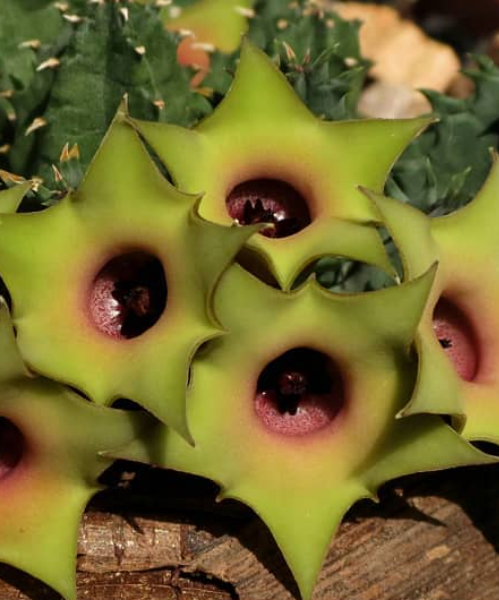 Huernia thuretii var. primulina 5 Pieces Seeds