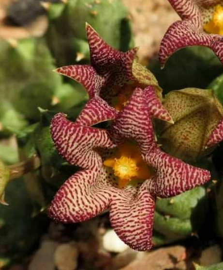 Piaranthus punctatus var. framesii 5 Pieces Seeds