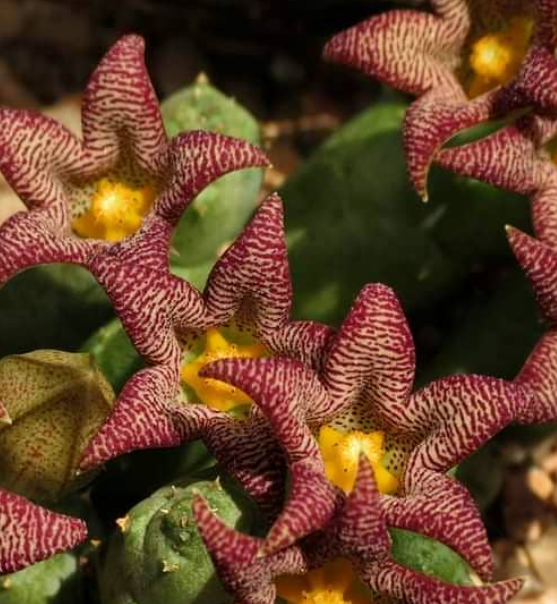 Piaranthus punctatus var. framesii 5 Pieces Seeds