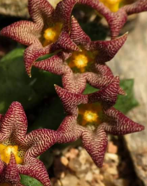 Piaranthus punctatus var. framesii 5 Pieces Seeds