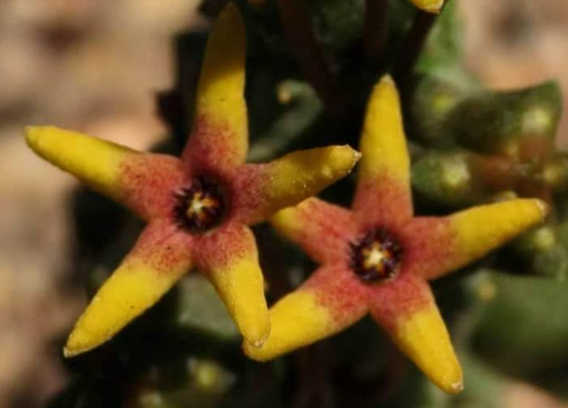 Vadulia maughanii 5 Pieces Seeds