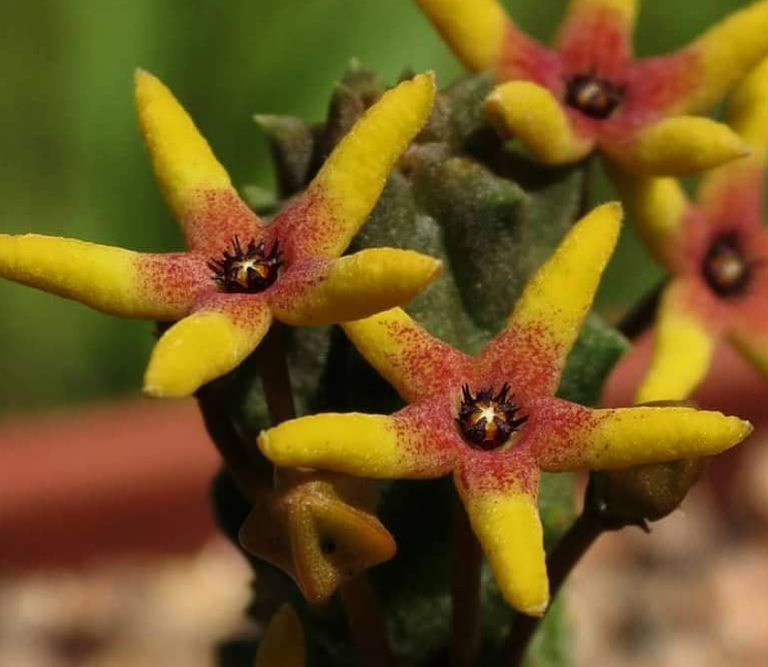 Vadulia maughanii 5 Pieces Seeds
