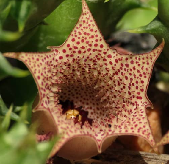 Huernia Boleana 5 Pieces Seeds