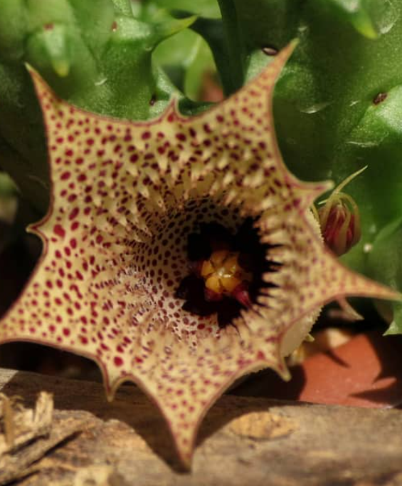 Huernia Boleana 5 Pieces Seeds