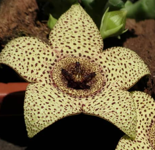 Orbea pulchella 5 Pieces Seeds