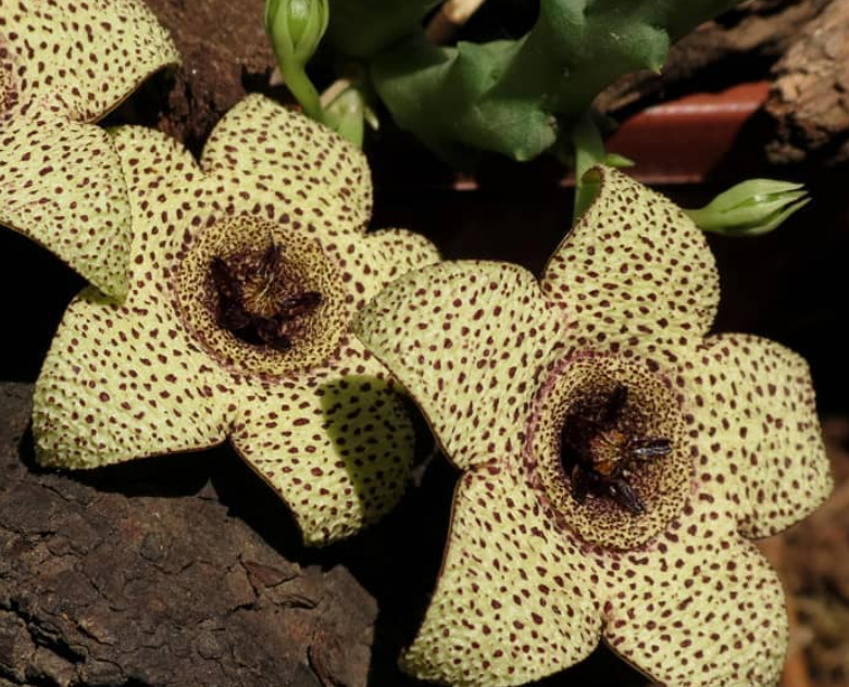 Orbea pulchella 5 Pieces Seeds