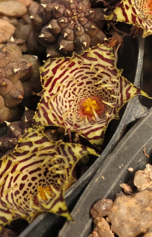 Huernia Kennedyana 5 Pieces Seeds