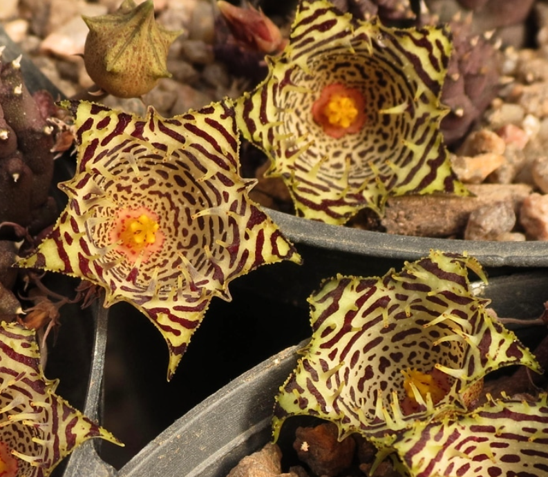 Huernia Kennedyana 5 Pieces Seeds