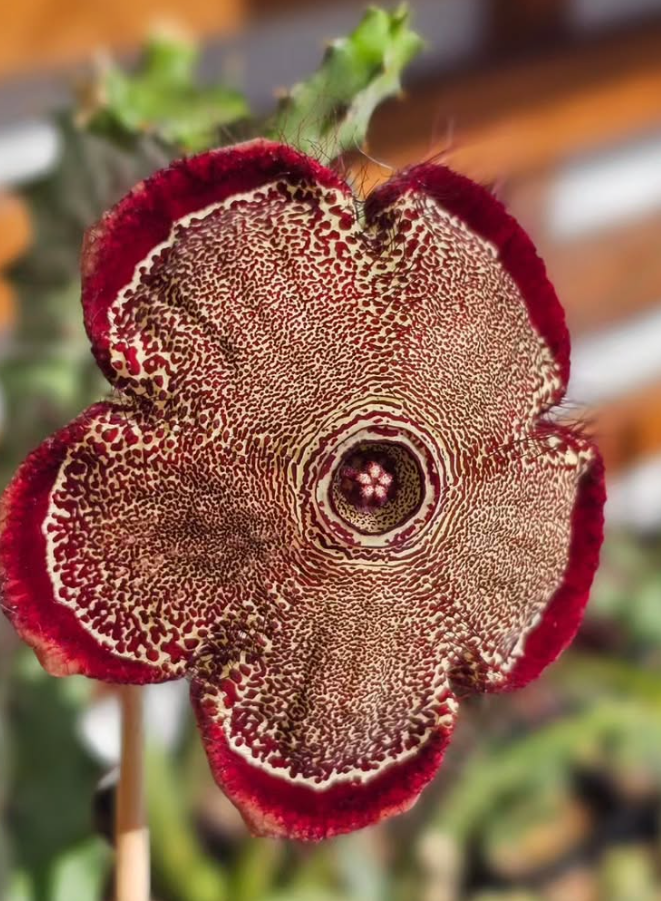 Edithcolea grandis var. baylissiana 6 Pieces Seeds