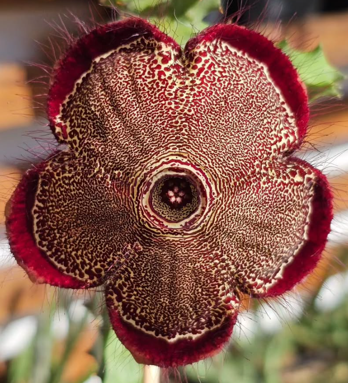 Edithcolea grandis var. baylissiana 6 Pieces Seeds