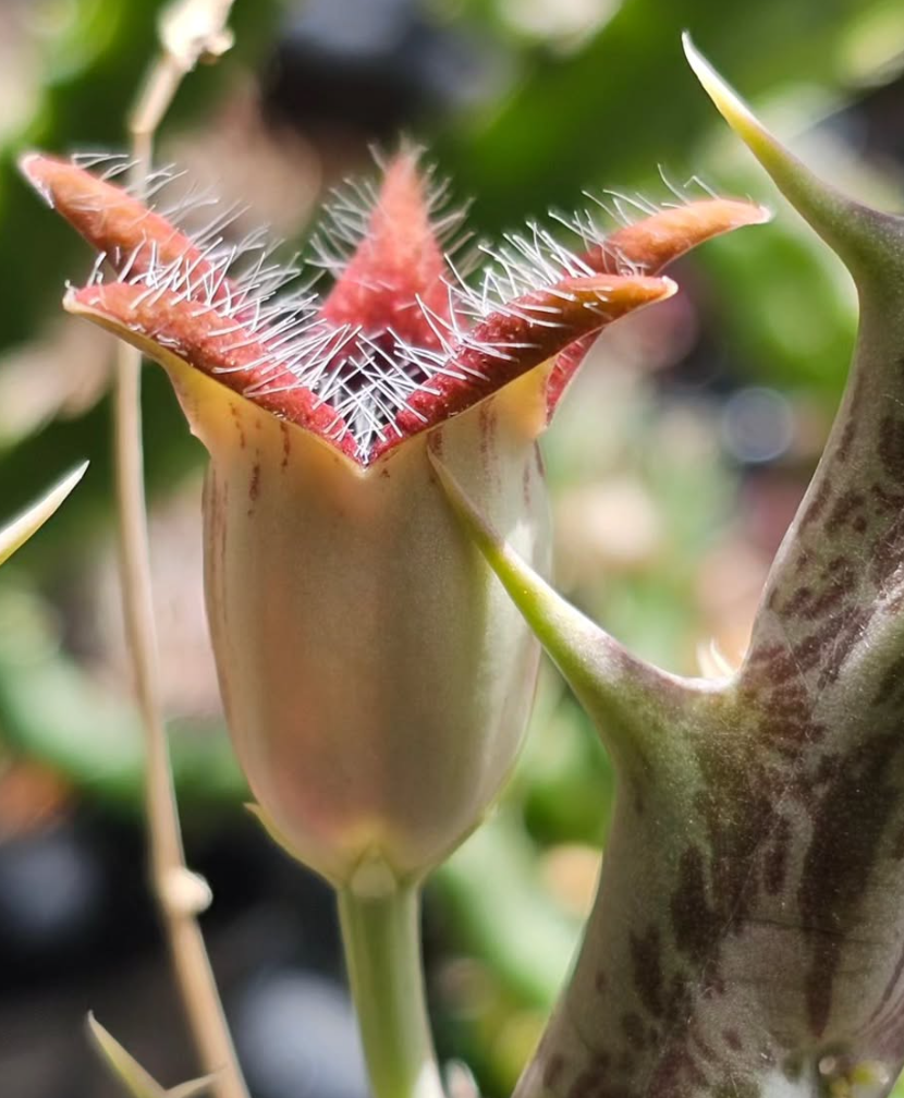 Orbea tubiformis 5 Pieces Seeds
