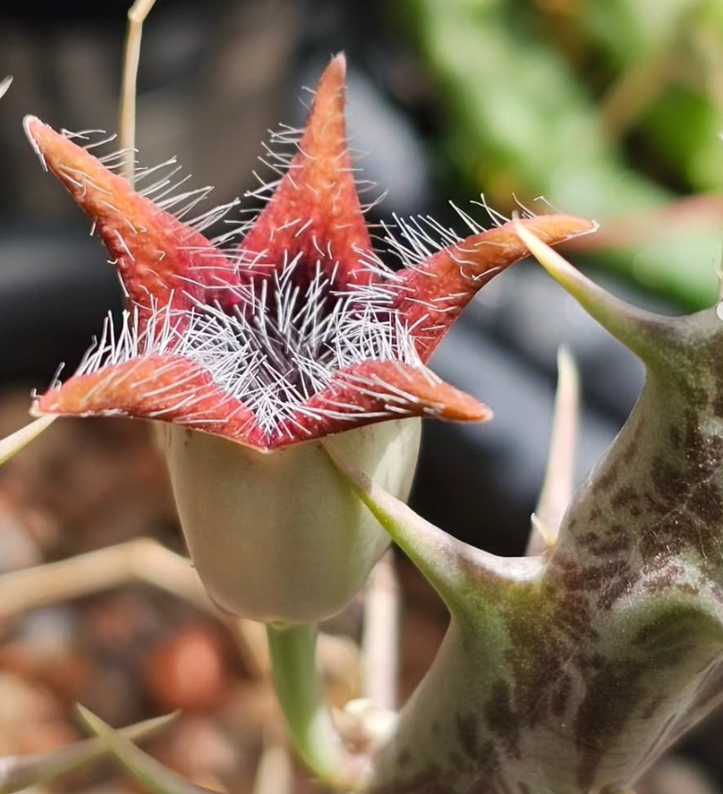 Orbea tubiformis 5 Pieces Seeds