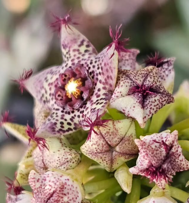 Caralluma hexagona lavranos 5 Pieces Seeds