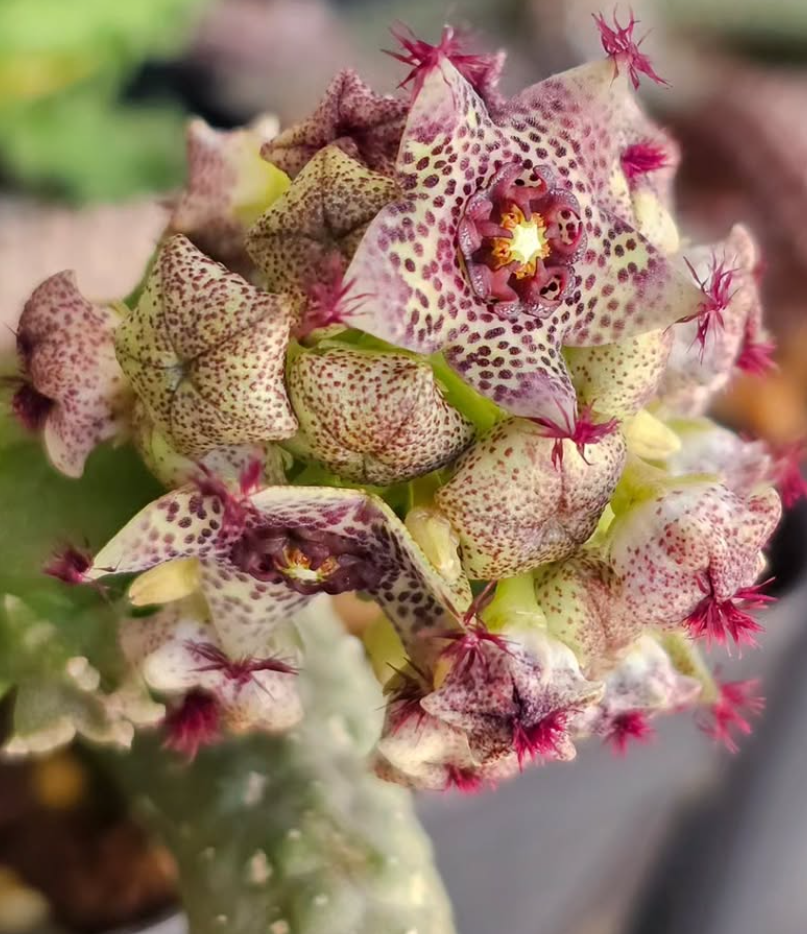 Caralluma hexagona lavranos 5 Pieces Seeds