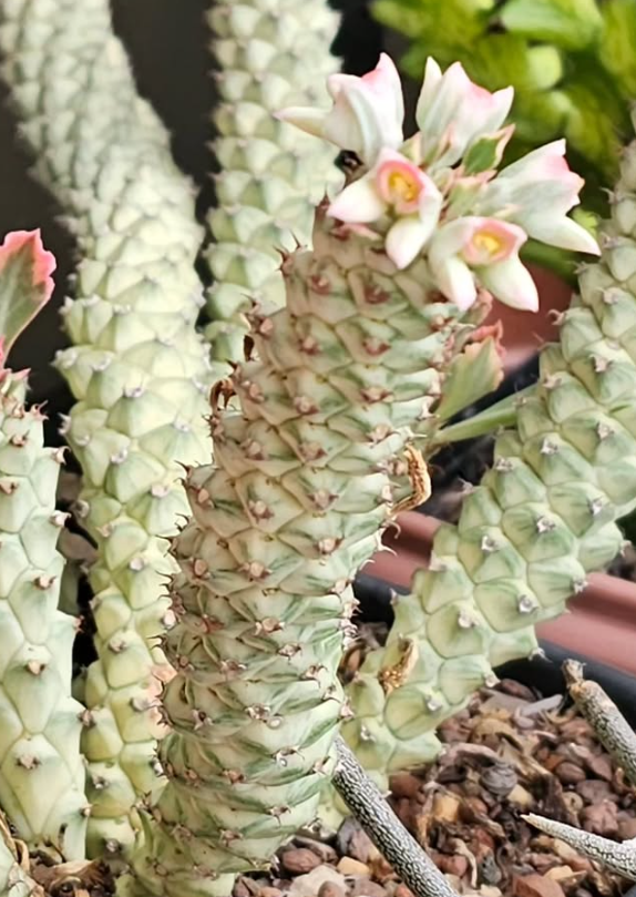 Euphorbia stapelioides variegata 6 Pieces Seeds