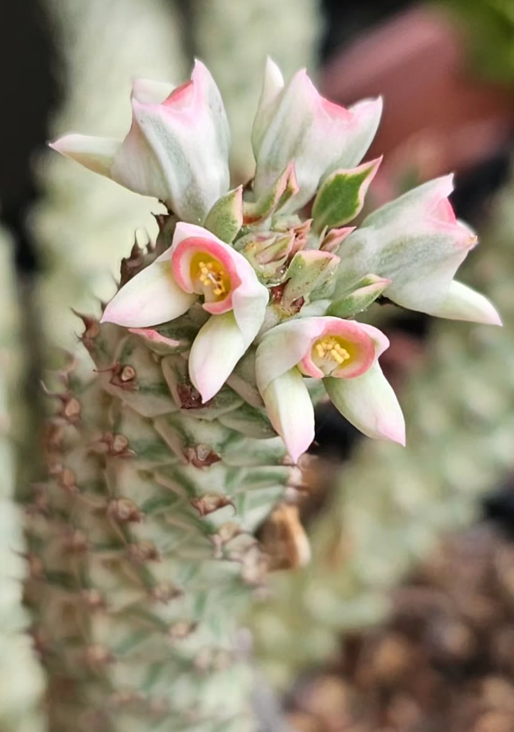 Euphorbia stapelioides variegata 6 Pieces Seeds