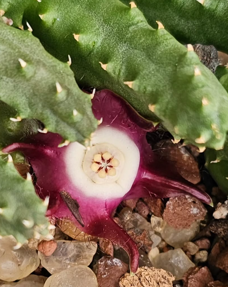 Duvalia pilansii 6 Pieces Seeds