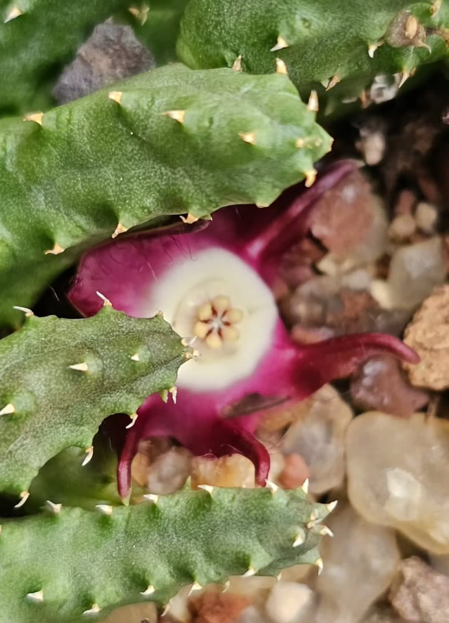 Duvalia pilansii 6 Pieces Seeds