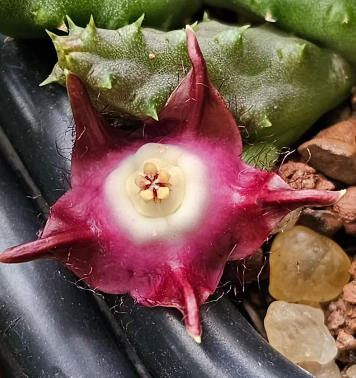 Duvalia pilansii 6 Pieces Seeds