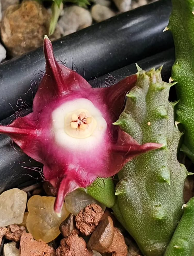 Duvalia pilansii 6 Pieces Seeds